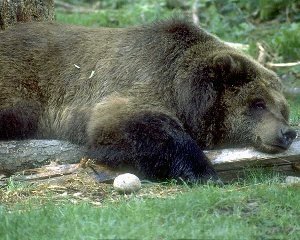 Grizzly Bear